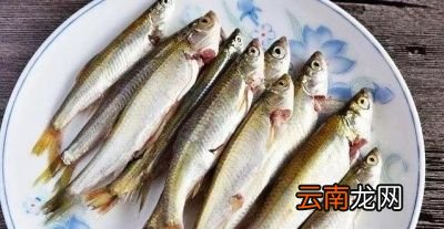 养殖白条鱼需要什么条件