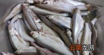 白条鱼的处理方法