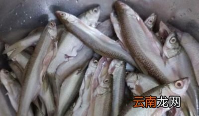 白条鱼的处理方法