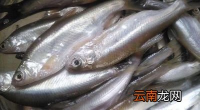 白条鱼的处理方法