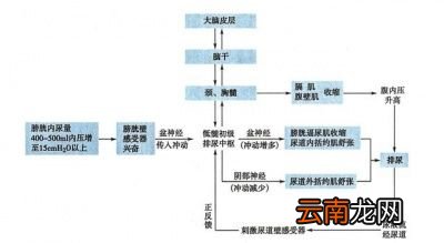 为什么喝盐水比喝开水少尿