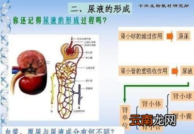 喝水就有尿和喝水多没有尿是怎么回事