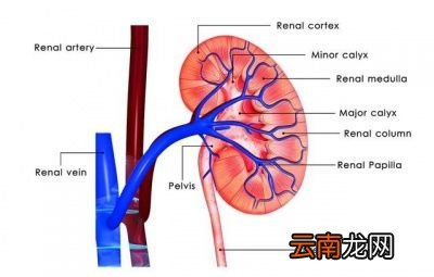 导致多尿和少尿的原因