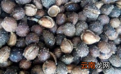 樱桃里面的籽可以种吗樱桃种子怎么种