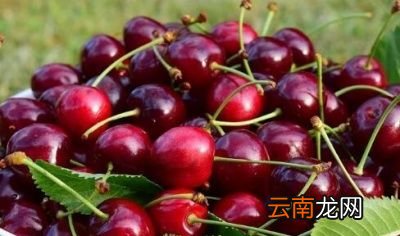 樱桃里面的籽可以种吗樱桃种子怎么种