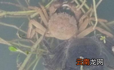 螃蟹怎么养不会死