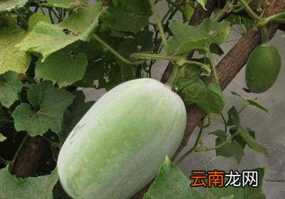 冬瓜采收后能保存多长时间