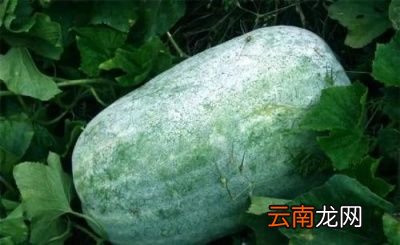 冬瓜采收后能保存多长时间
