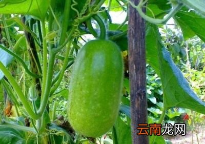 冬瓜采收后能保存多长时间