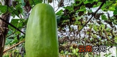 冬瓜采收注意事项