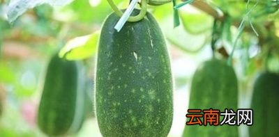冬瓜采收注意事项