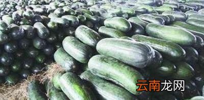 冬瓜采收注意事项
