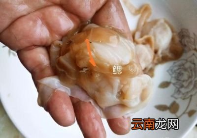 干贝有什么营养功效