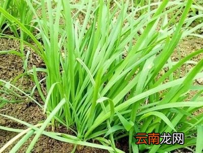 韭菜长到多高采收一年采收多少次