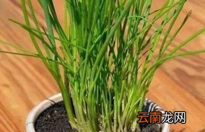 韭菜长到多高采收一年采收多少次