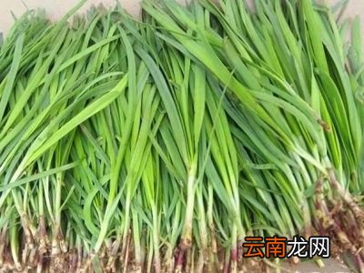 韭菜长到多高采收一年采收多少次