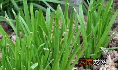 韭菜一年可采收多少次