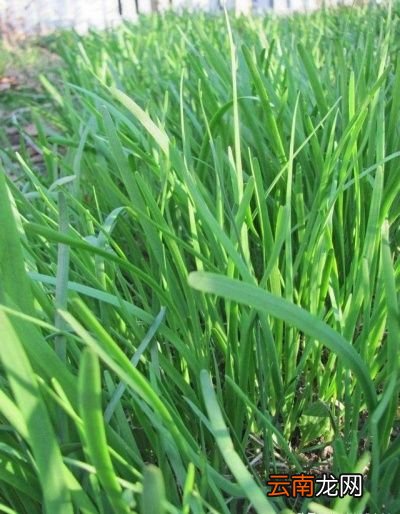 韭菜一年可采收多少次