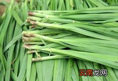 韭菜一年可采收多少次
