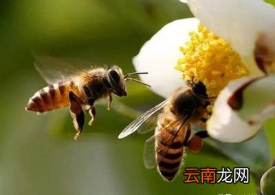 食用蜂蜜会增加雄性激素吗为什么
