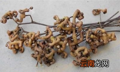 鸡爪梨泡酒有什么功效鸡爪梨是水果吗