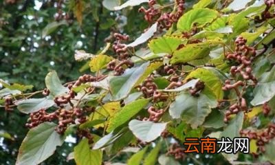 鸡爪梨泡酒有什么功效鸡爪梨是水果吗