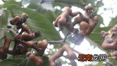 鸡爪梨泡酒有什么功效鸡爪梨是水果吗