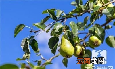 鸡爪梨泡药酒鸡爪梨泡酒的功效