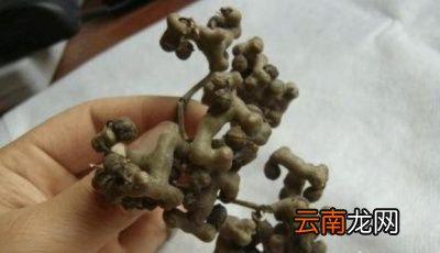 鸡爪梨有什么营养价值
