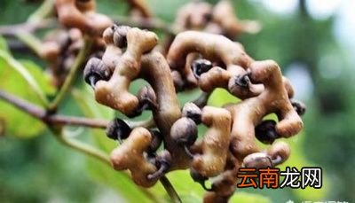 鸡爪梨有什么营养价值