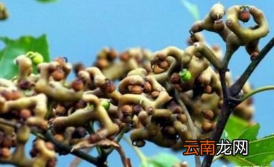鸡爪梨有什么营养价值