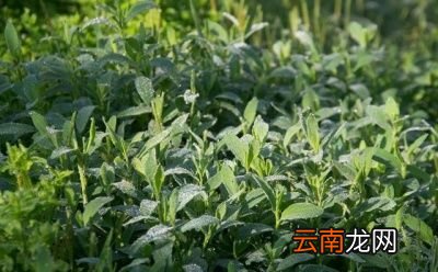 什么时间喷施农药合适