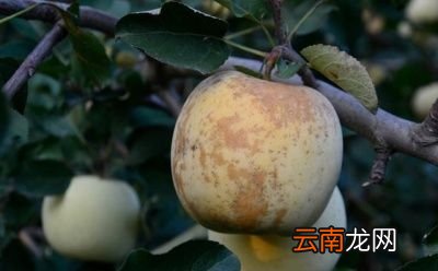 什么时间喷施农药合适