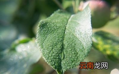 什么时间喷施农药合适