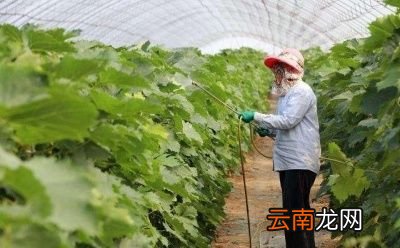 打农药最好是选择一天中哪个时间最佳