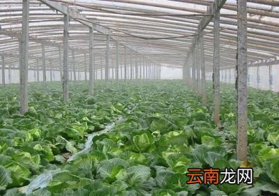 打农药最好是选择一天中哪个时间最佳