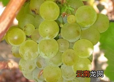 葡萄酒为什么会有酸味