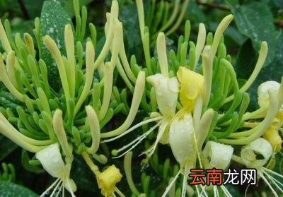 金银花常用的炮制方法有