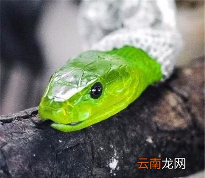 铜钱上绿锈有毒吗