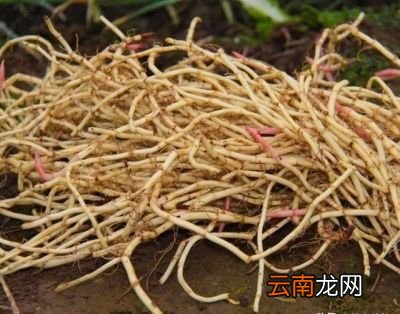 为什么鱼腥草做的难吃