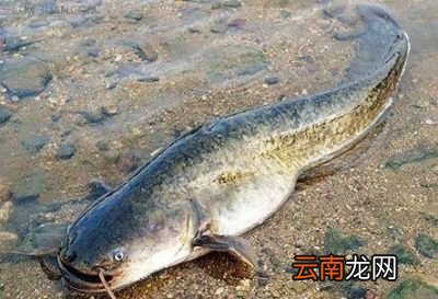 导读哪种淡水鱼鱼刺少还好吃