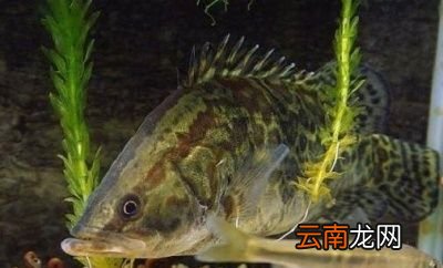 导读哪种淡水鱼鱼刺少还好吃