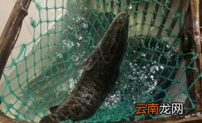 导读哪种淡水鱼鱼刺少还好吃