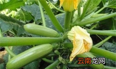 经常吃西葫芦的好处