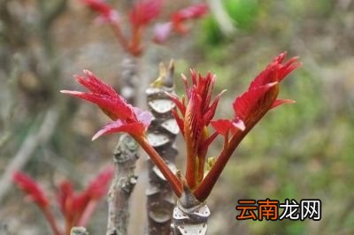 香椿芽怎么做好吃