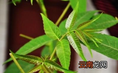 香椿芽怎么做好吃