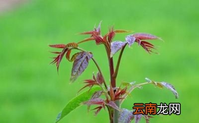 香椿芽怎么做好吃