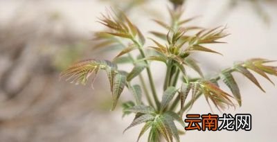 香椿芽怎么做好吃