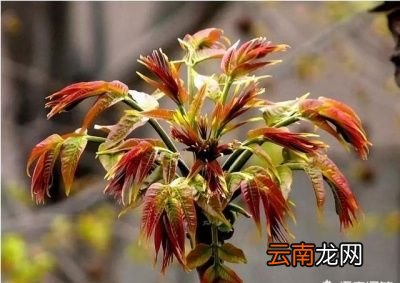 做 如何吃香椿更健康安全美味