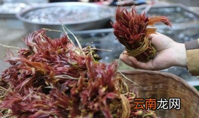 香椿的食用方法